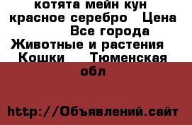 котята мейн кун, красное серебро › Цена ­ 30 - Все города Животные и растения » Кошки   . Тюменская обл.